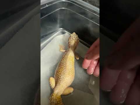 ASMR-Gecko bath