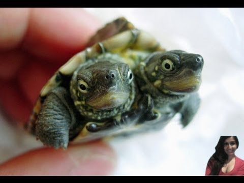 Two-headed Turtle Hatches at zoo  - My Thoughts
