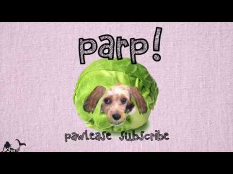 Quick and easy meal for your furbaby. asmr. dog crunching.soft spoken. relaxing