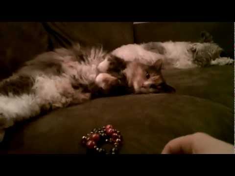 #58 Whisper: Ninja Kitty, Lazy Daisy, and Beads (Vlog)