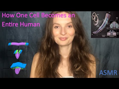 ASMR Teacher Roleplay | How One Cell Becomes an Entire Human