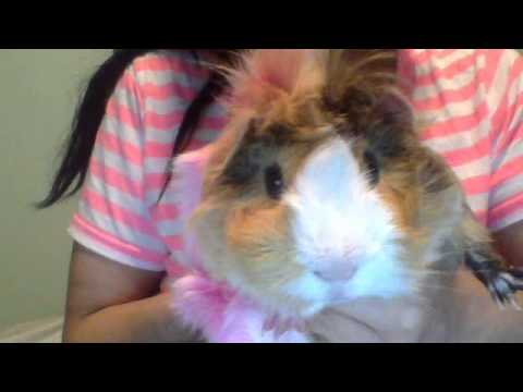 my name is goku the guinea pig HELLO!