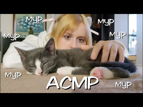 АСМР | Милое видео с котиками