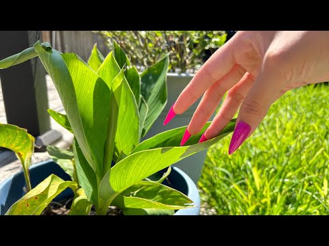 ASMR Outside Tapping & Scratching (Concrete, Wood, Plants, + More)🌿✨