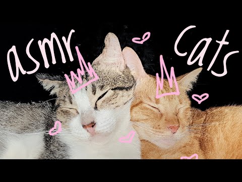 ASMR | Cats 🐱🐈🦁 (Cat Brushing, Cat Petting, Whispers, Soft Spoken, Repeating Words)
