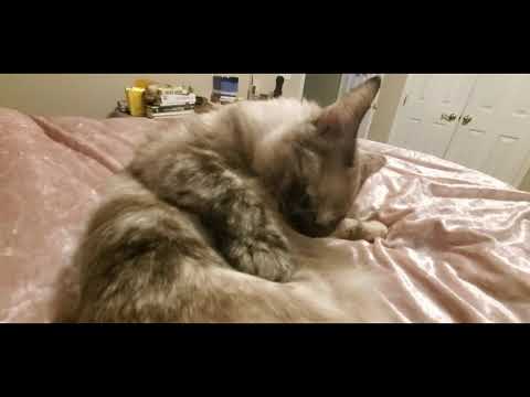 ASMR Request | Cats Grooming (No Talking)