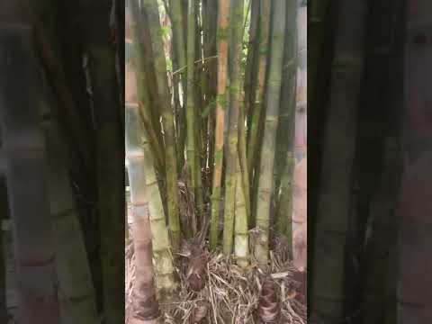 Bamboo in the wind ASMR