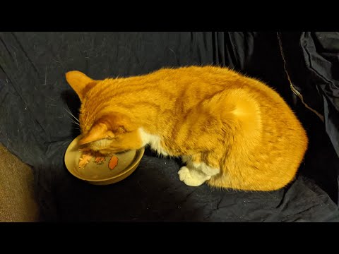 Nico, I Love You so much! you're so cute!! - my cat eats "in bed" & bathes himself  (animal asmr)