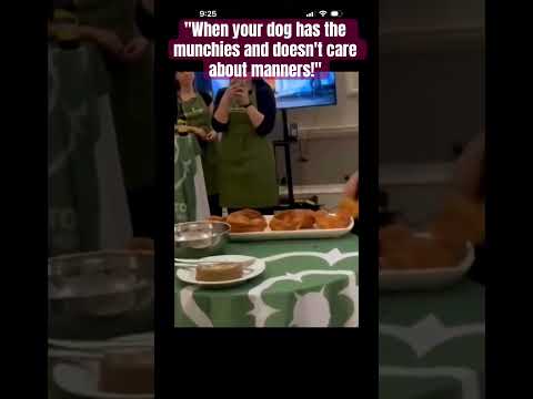 When your dog has the munchies and doesn't care about manners!