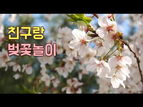 [日本語 ASMR] 한국어자막 / 친구랑 벚꽃구경
