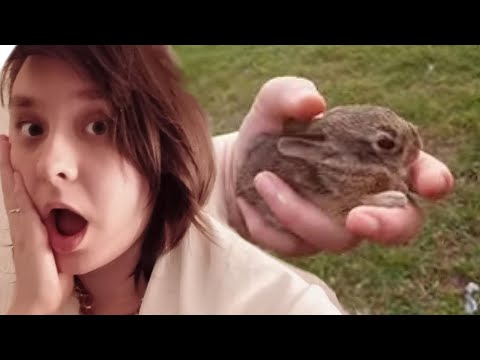 Returning a baby bunny to his nest! SO CUTE (in ASMR whispers)