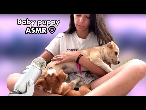 ASMR | PUPPIES PLAYING WITH EACH OTHER 🐶💕 (puppy noises, biting sounds) CUTEST VIDEO EVER!!!