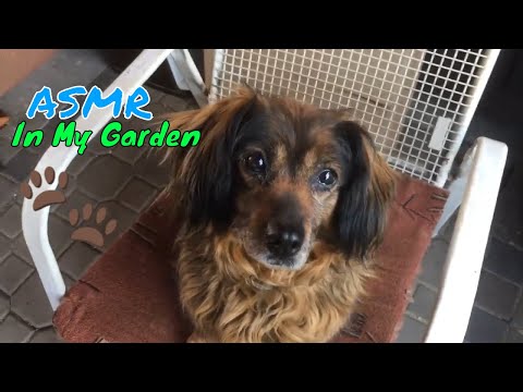 ASMR With My Dog | Tapping Around A Messy Garden