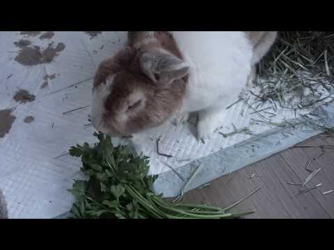 ASMR - Bunny Eating Cilantro & Pellets | Spooner Mukbang