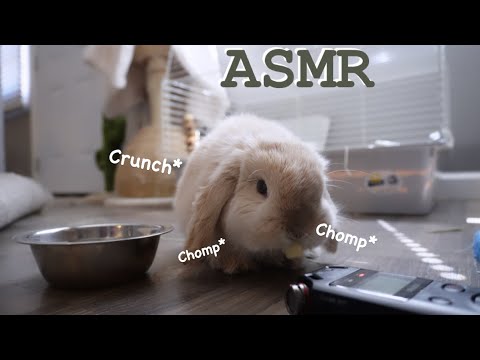 ASMR Bunny eating fruit🍓🍎 VERY *TINGLY*