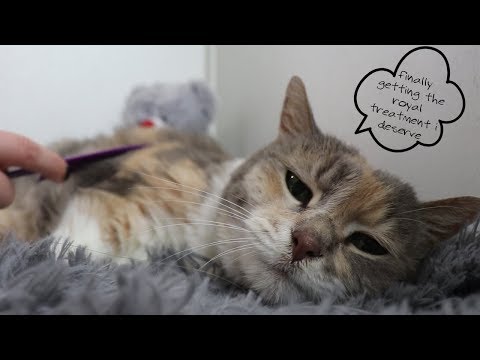 Adorable Cat Purrs herself to sleep while being petted and combed
