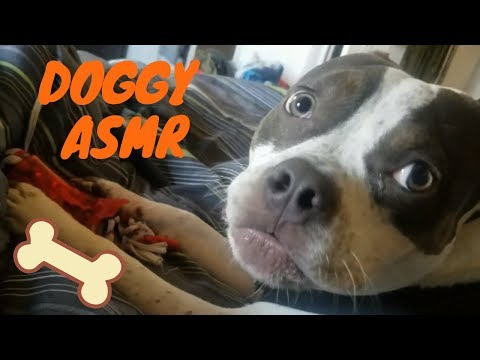 AMERICAN BULLY PUPPY TRIES ASMR. Rawhide Chewing, Toy Chewing, Mouth Sounds