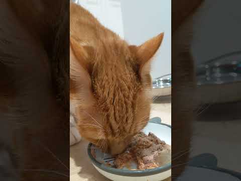 The CUTEST EVER Cat Video  ~ OMG that FACE! ASMR (Mukbang)