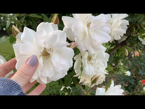 ASMR Flowers on My Walk (Up-Close Voiceover)