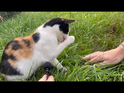 Cat asmr in one minute 🐱 funny moments with cat 😀