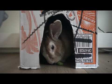 Bunny Eating Crunchy Cucumber & Carrots Mukbang ASMR