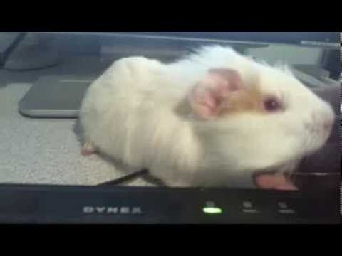 Baby white fur guinea pig with red eyes