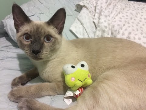 Siamese Cat 6 months old playing with his frog plush 🎀