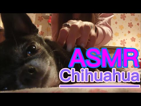 ASMR WITH MY LITTLE CHIHUAHUA