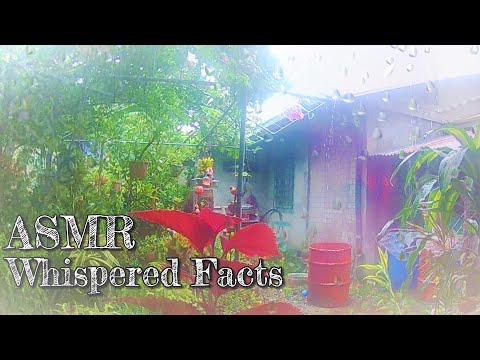 ASMR: Whispered Facts about Typhoons (Ear to Ear) + Rain Sounds