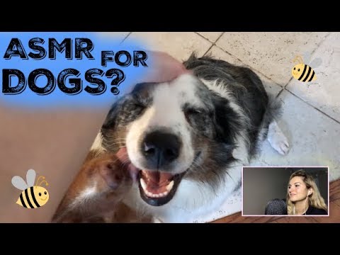 TRYING TO GIVE MY DOGS ASMR // Soft Spoken & Silly