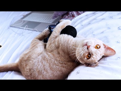 ASMR with my cat Gus