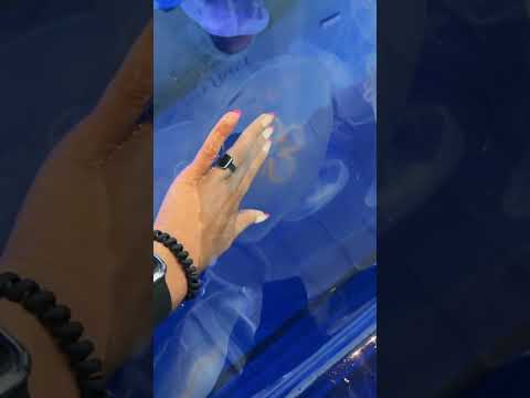 Petting a #jellyfish #aquarium #fish #sealife