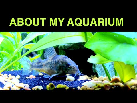 ASMR - Aquarium  Sleep Aid