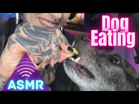 ASMR Feeding my Dog Crunchy Food- Dry Eating Sounds