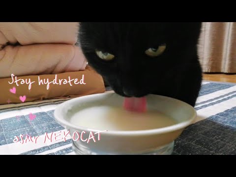 ASMR😽 Cat drinking Soup | Don't forget to stay hydrated!