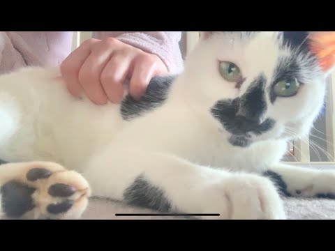 ASMR-5 mins AGGRESIVE carpet scratching but my cat cuts the video short.(Lofi)