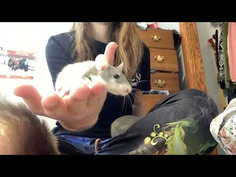 ASMR Conocer a Mis Ratas Mascotas (Adorables y Susurrado)