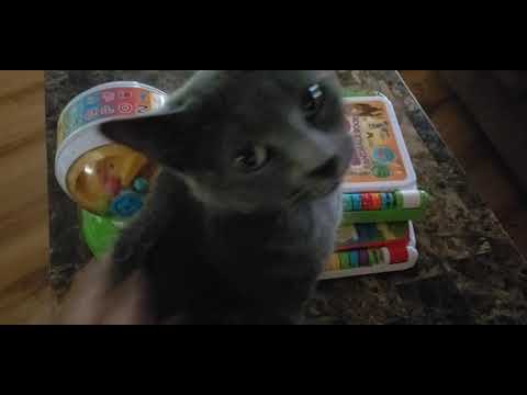 Scratching my pet cat!