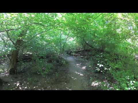 ASMR Hiking Binaural Summer Forest Hike with Vibrant Nature Sounds