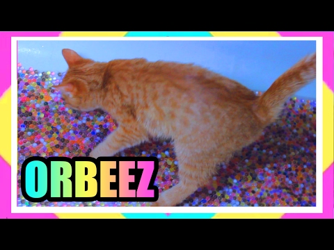 Купаю кошку в ORBEEZ!!