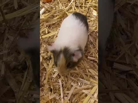 ASMR GUINEA PIG EATING SOUNDS