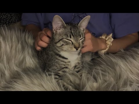 ASMR cat purring and cuddling 🥝❤️