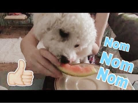 My Dog Eats Fruit ASMR