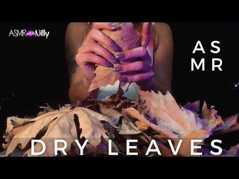 ASMR | Dry Leaves ASMR 🍁 (No Talking)