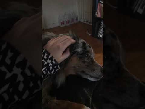 ASMR Doggie Head Massage 🐶💤