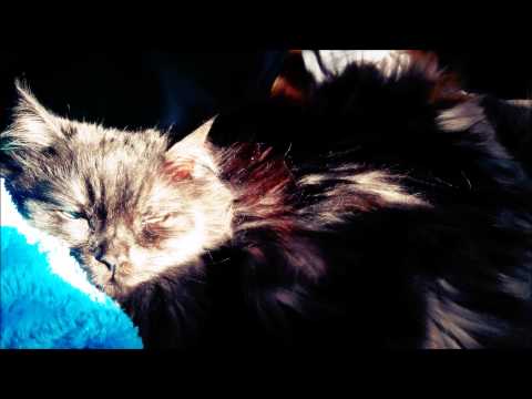 Deluxe Cat Purring for ASMR and SLEEP 1 HOUR