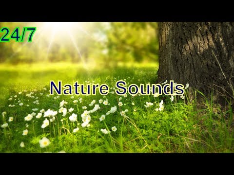 ASMR Nature Sounds: Summer Rain (Birds, Wind & Rain) - Stream 30/06/18