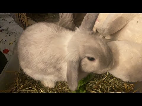 Baby bunnies!