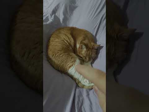 ASMR DISTANCE TRACING MY CAT (CV Layna)