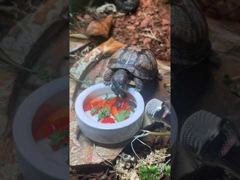 ASMR Reptiles Eating Bugs #mukbang #asmr #relax #tingles